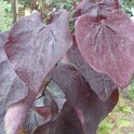 Cercis canadensis 'Forest Pansy' feuille